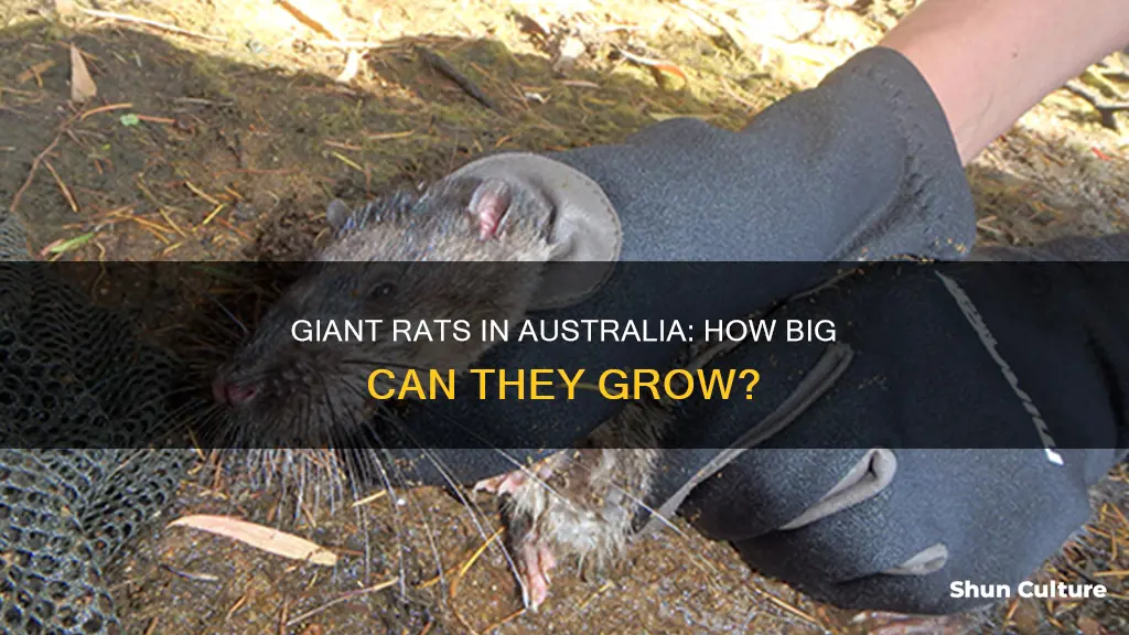how big do rats grow in australia