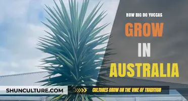 Yucca Growth in Australia: How Big Do They Get?