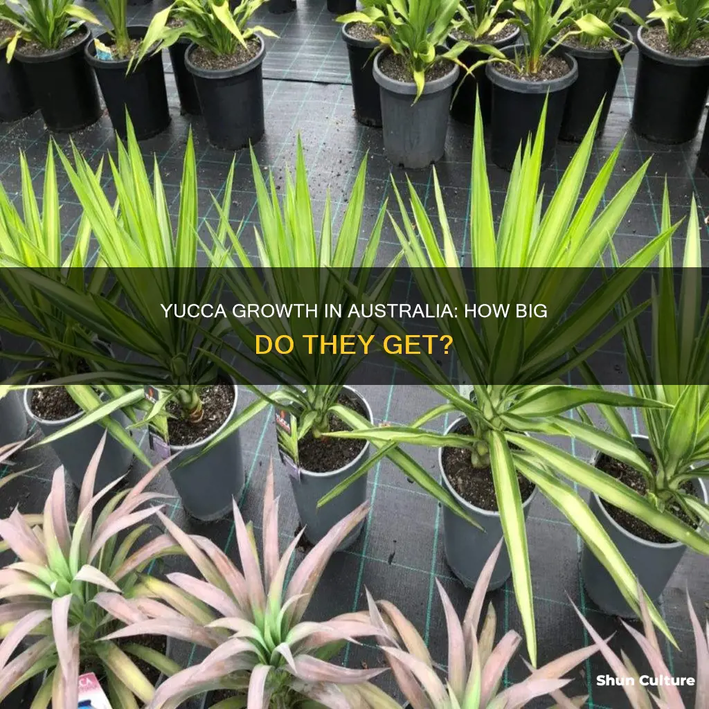 how big do yuccas grow in australia