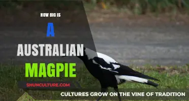 Australian Magpie: Size and Physical Traits