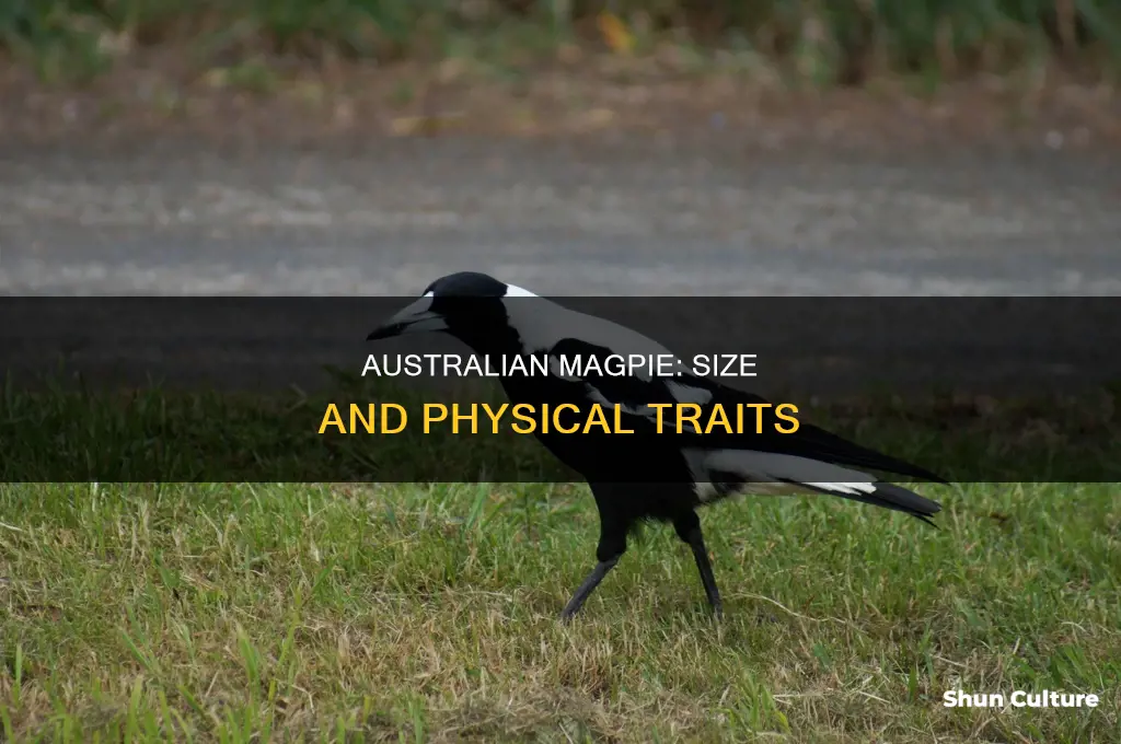 how big is a australian magpie
