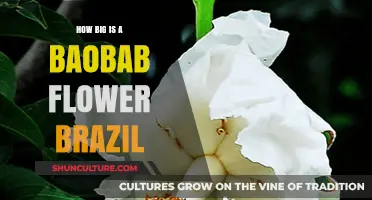 Exploring the Size of Brazil's Majestic Baobab Flowers