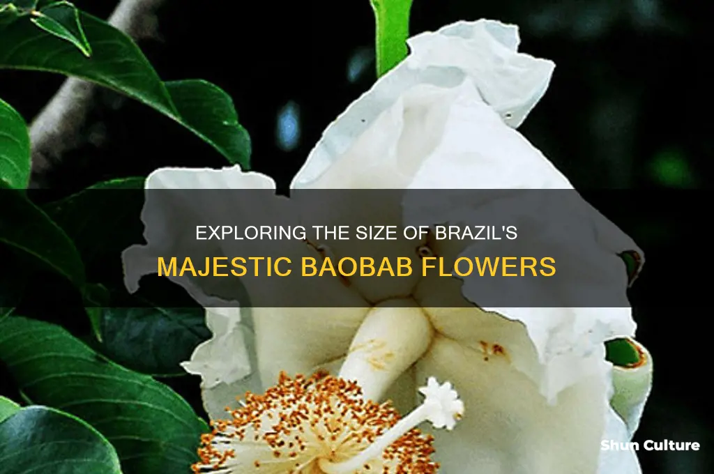 how big is a baobab flower brazil