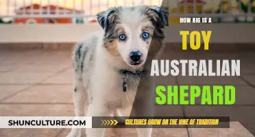Miniature Aussies: Understanding Their Compact Stature
