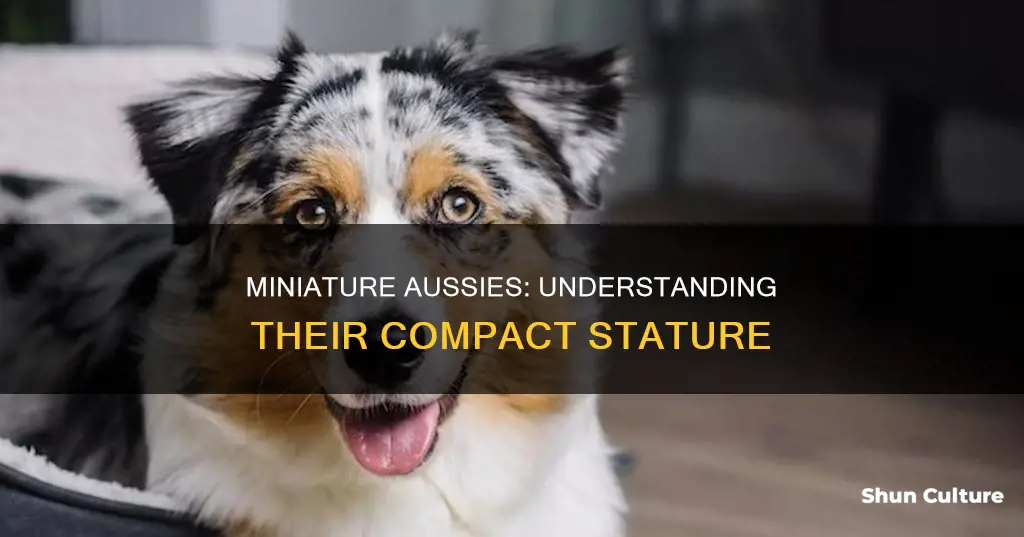 how big is a toy australian shepard