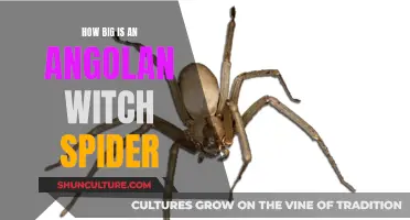 The Enormous Angolan Witch Spider: How Big is Too Big?