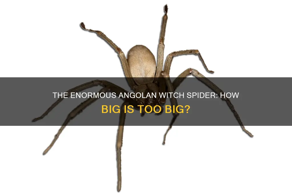 how big is an angolan witch spider