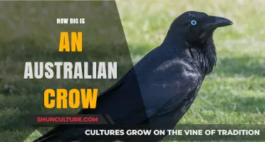 Australian Crow Size: How Big Do They Get?