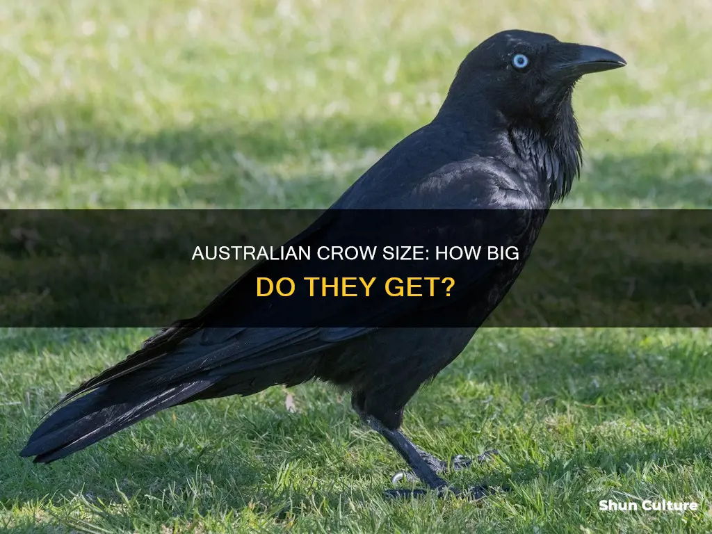 how big is an australian crow