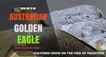 Australian Golden Eagle: Understanding Their Massive Size