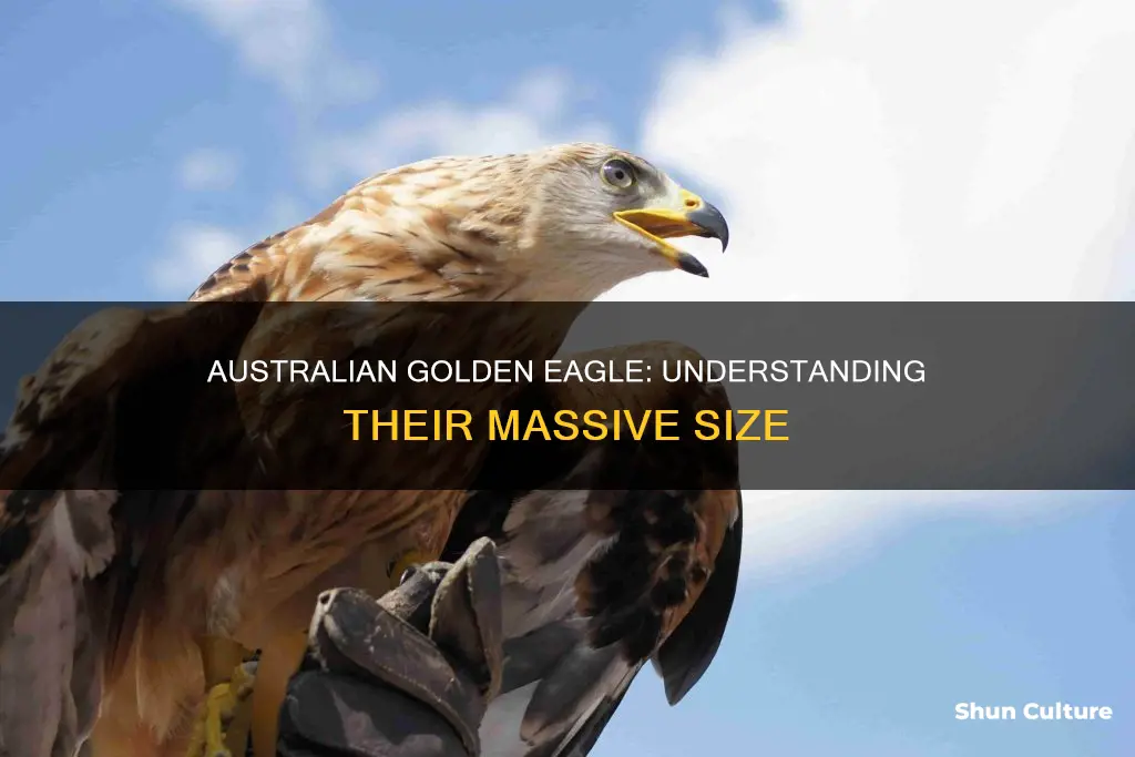 how big is an australian golden eagle
