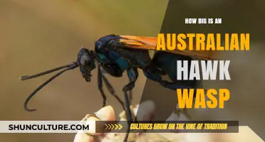 Hawk Wasps in Australia: How Big Are They?