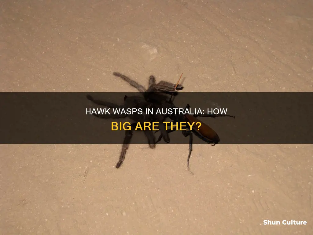 how big is an australian hawk wasp