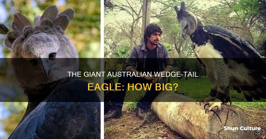 how big is an australian wedge tail eagle
