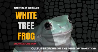 The Size of Australian White Tree Frogs