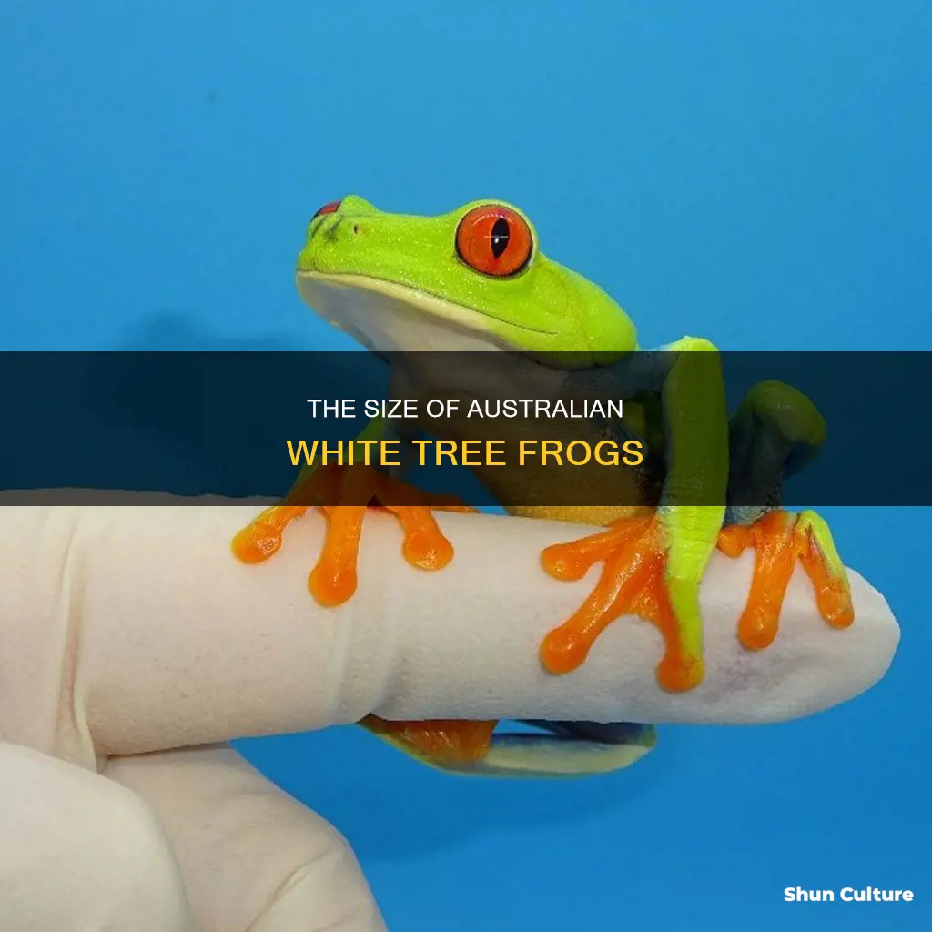 how big is an australian white tree frog