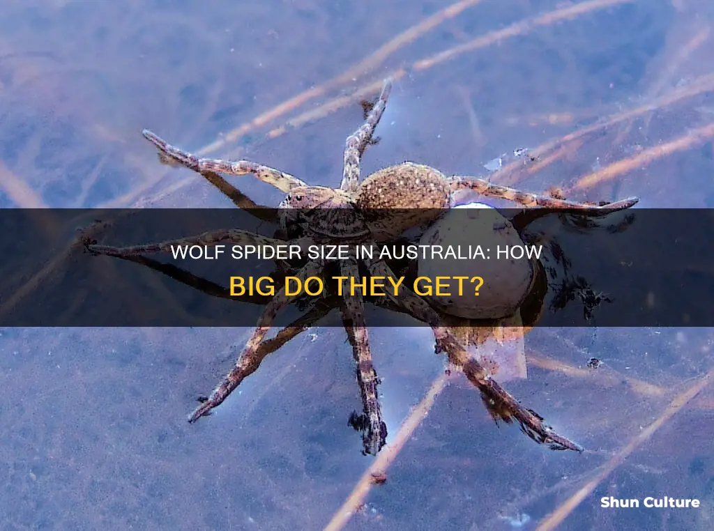 how big is an australian wolf spider