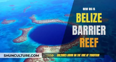 Belize's Barrier Reef: A Massive Natural Wonder