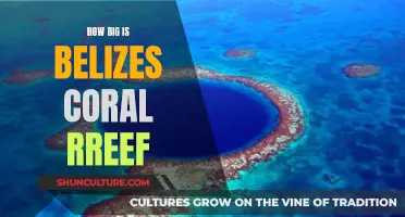 Belize's Coral Reef: A Massive Natural Wonder