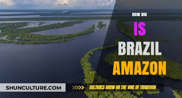 Exploring the Vastness of Brazil's Amazon Rainforest: Size and Scale