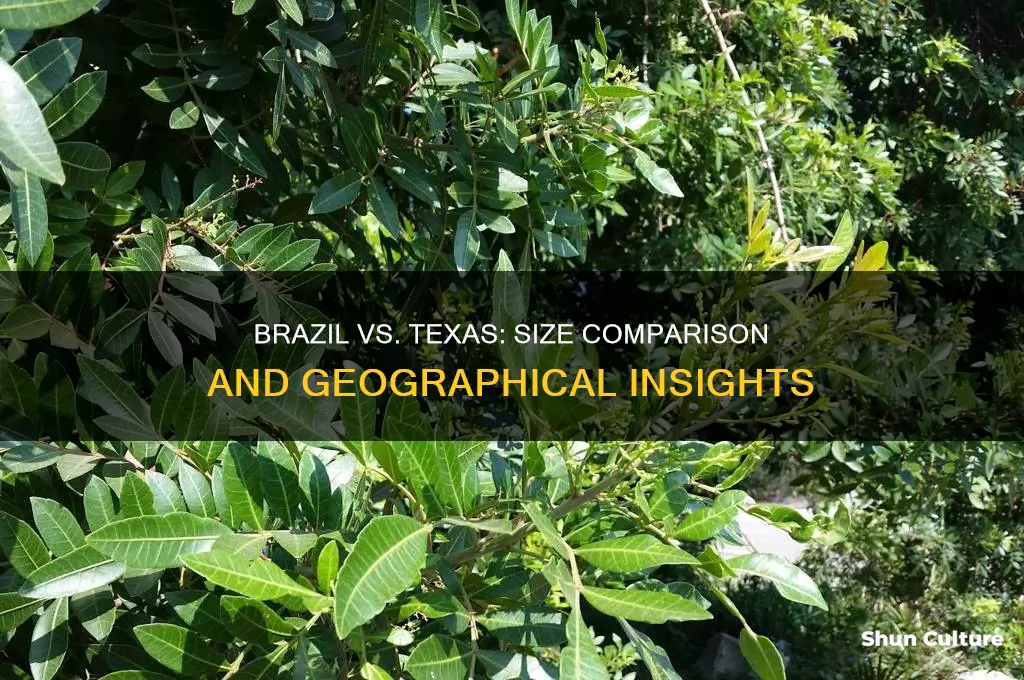 how big is brazil compared to texas