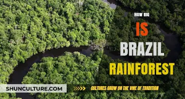 Exploring the Vastness of Brazil's Rainforest: Size and Significance