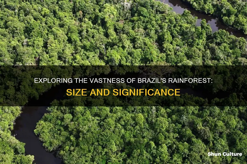 how big is brazil rainforest