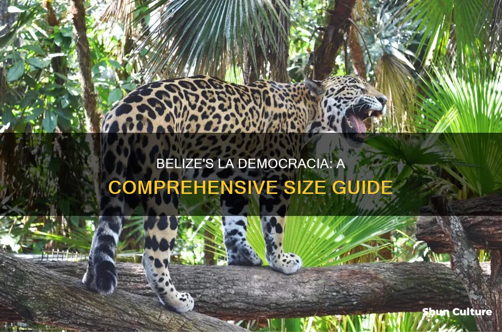 how big is la democracia belize