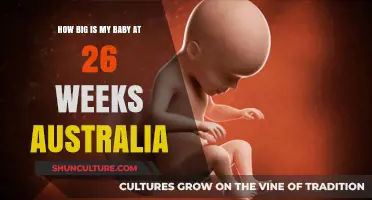 Your Baby's Growth at 26 Weeks