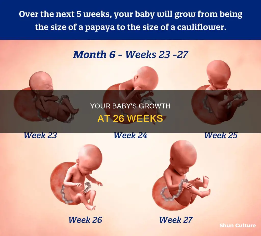 how big is my baby at 26 weeks australia