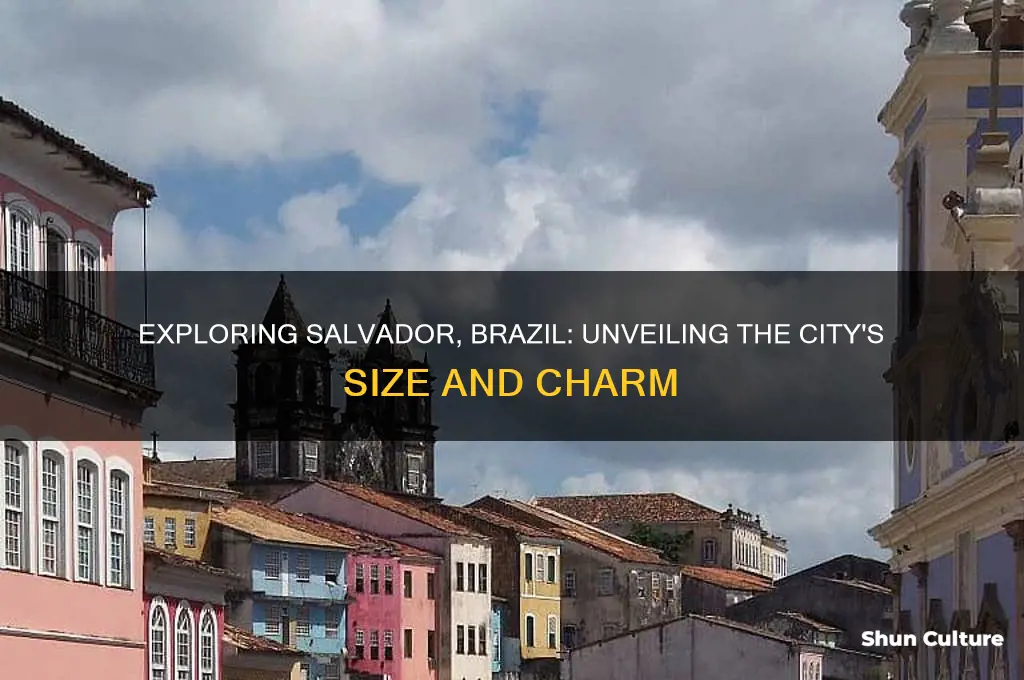how big is salvador brazil
