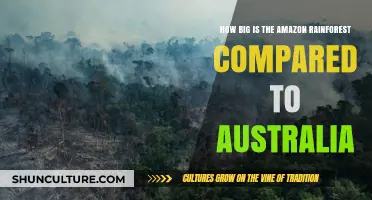 Amazon vs Australia: A Size Comparison