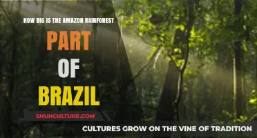 Exploring Brazil's Amazon Rainforest: Size, Significance, and Impact