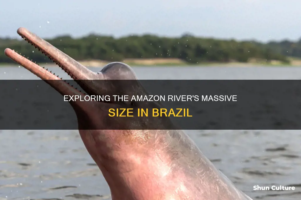 how big is the amazon river in brazil