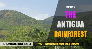 Exploring Antigua's Rainforest: Size, Biodiversity, and Conservation Efforts
