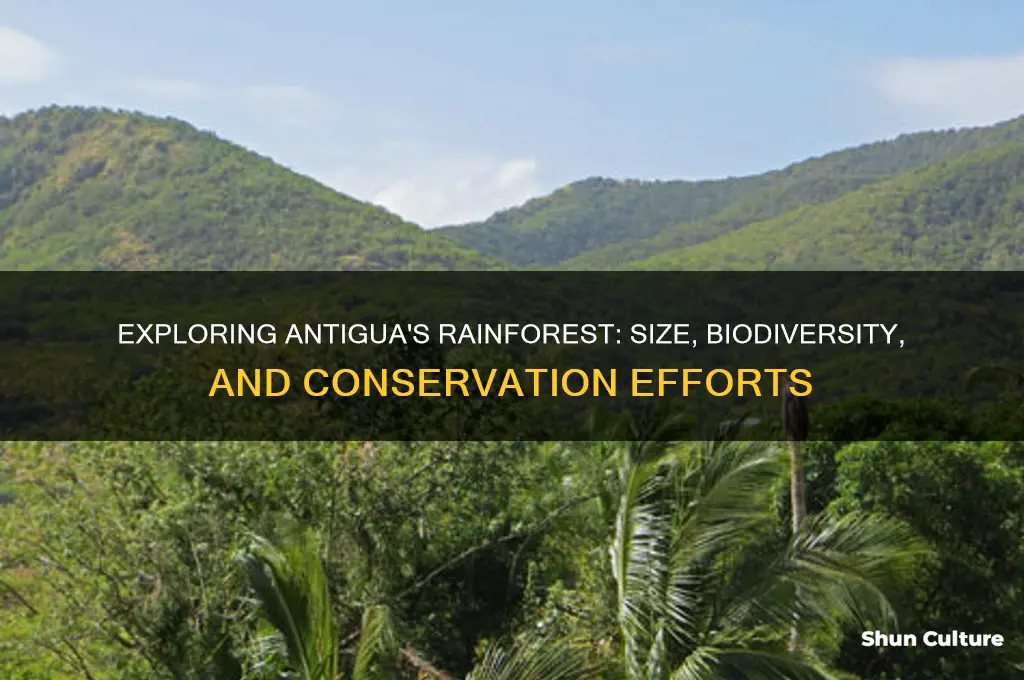 how big is the antigua rainforest