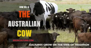 Australian Cows: Giant Breeds, Giant Impact