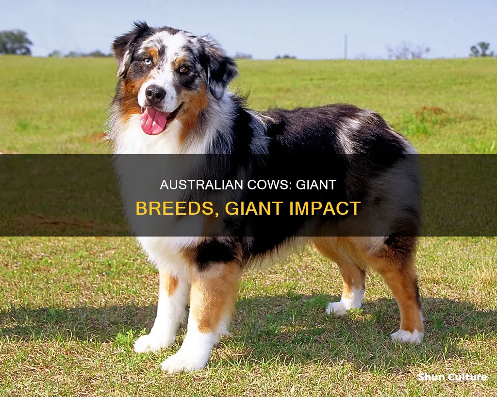 how big is the australian cow
