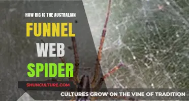 The Giant Australian Funnel Web Spider: How Big?
