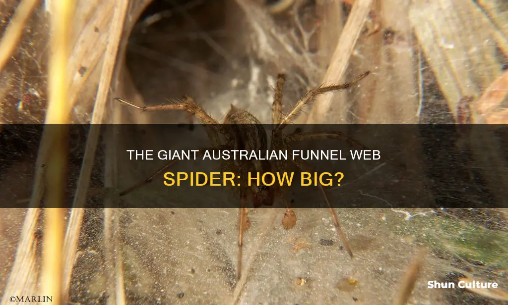 how big is the australian funnel web spider