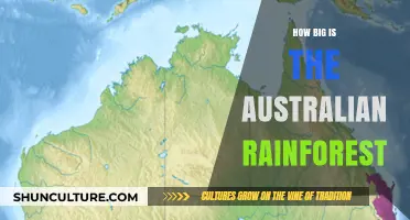 Exploring Australia's Vast Rainforest