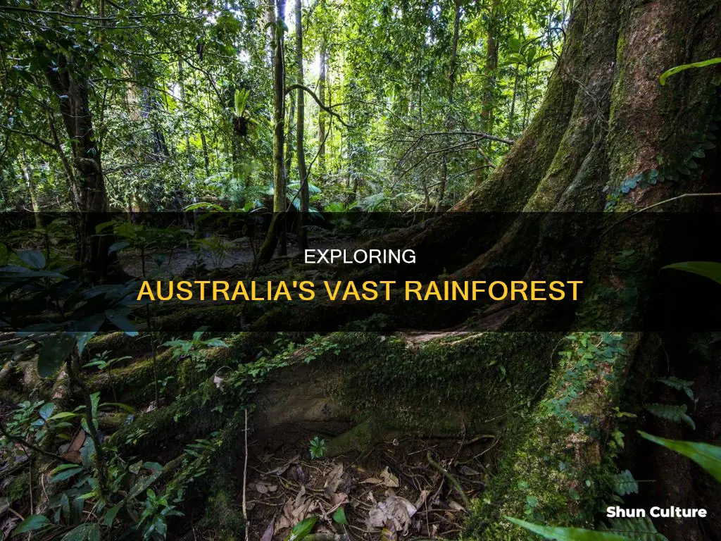 how big is the australian rainforest