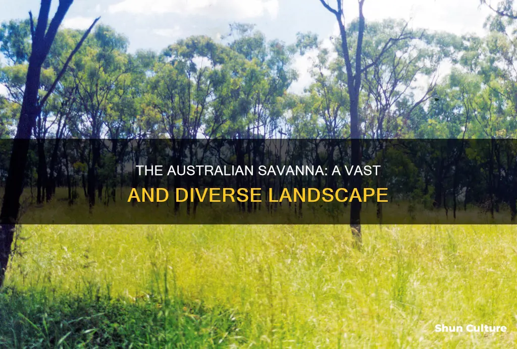 how big is the australian savanna