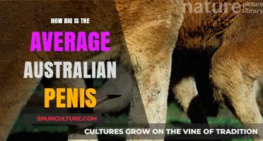 Australian Penises: Size and Cultural Significance