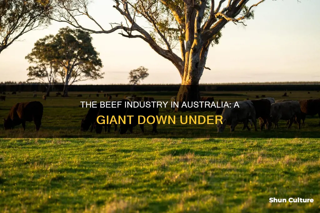 how big is the beef industry in australia