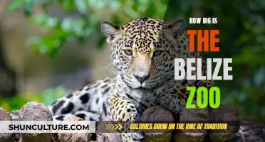 Belize Zoo: A Compact Wildlife Sanctuary