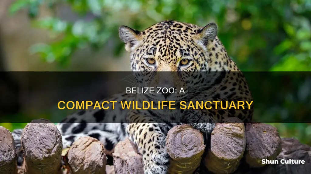 how big is the belize zoo