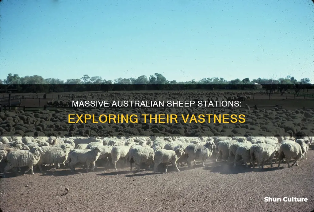 how big is the biggest sheep station in australia