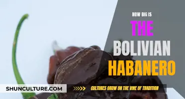 The Giant Bolivian Habanero: How Big Does It Grow?