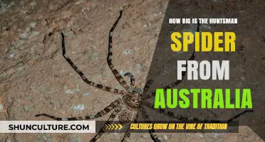 Huntsman Spiders: Australia's Giant, Harmless Crawlers